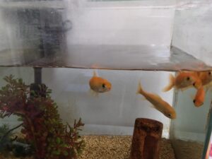 「スタッフコラム」開始します！